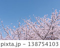 満開の桜と広がる青空 春の風景 コピースペースあり 138754103
