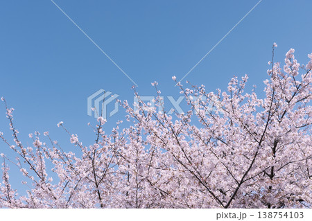 満開の桜と広がる青空 春の風景 コピースペースあり 138754103