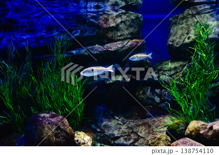 Exotic freshwater fishes in aquarium Exotic freshwater fishes in aquarium 138754110