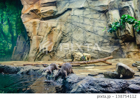 Eurasian Otters at the zoo Eurasian Otters at the zoo 138754112