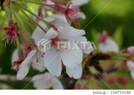 散り際の桜 138754198