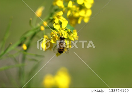 菜の花にとまるミツバチ 138754199