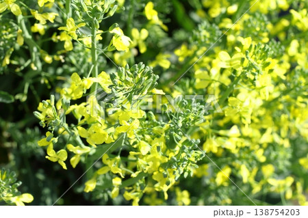 黄色いブロッコリーの花 黄色いブロッコリーの花 138754203