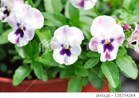 Pansies, Pansy or Viola or Viola cornuta or Viola lutea or Viola x wittrockiana flower or white and purple flower 138754264