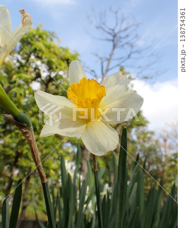 ラッパスイセンの花 ラッパスイセンの花 138754361