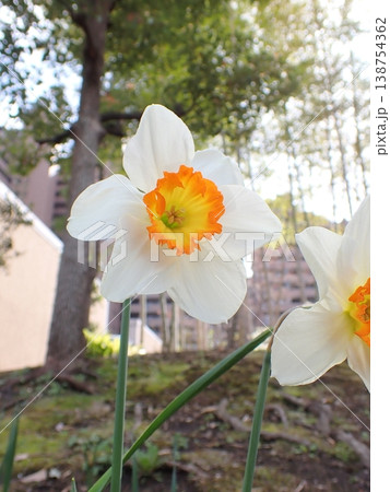 ラッパスイセンの花 ラッパスイセンの花 138754362