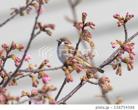 桜の枝にとまるスズメ 138754388