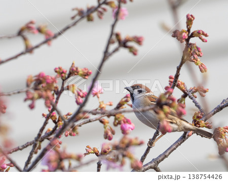 サクラの花をついばむスズメ 138754426
