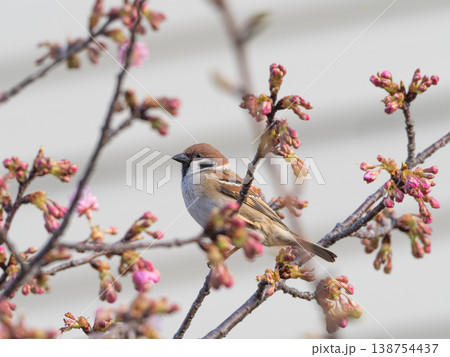 桜の蜜を吸うスズメ 桜の蜜を吸うスズメ 138754437