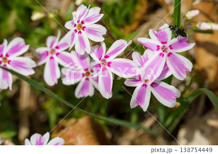 可愛いピンクの花びらの芝桜 可愛いピンクの花びらの芝桜 138754449