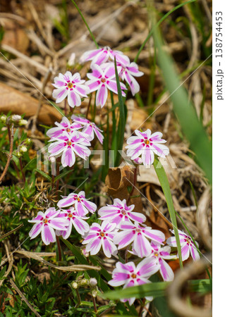可愛いピンクの花びらの芝桜 可愛いピンクの花びらの芝桜 138754453