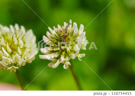 春の野原に咲くシロツメクサと花蜘蛛 138754455