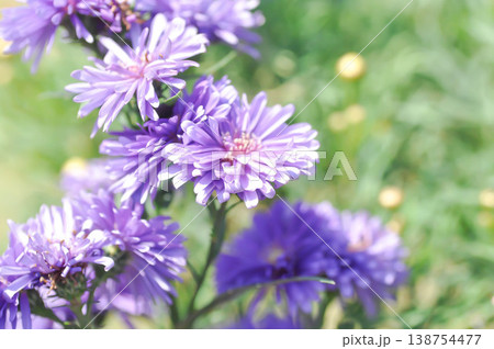 Aster,Heath Aster or Symphyotrichum ericoides L G L Nesom or new England aster or Symphyotrichum ericoides or purple aster 138754477
