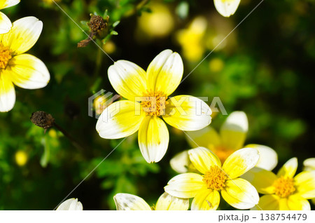Bidensor beggartick or black jack or bur marigold or cobblers pegs or Spanish needle or tickseed sunflower Bidensor beggartick or black jack or bur marigold or cobblers pegs or Spanish needle or tickseed sunflower 138754479