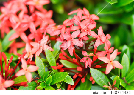 Ixora chinensis Lamk, Ixora spp or Zephyranthes or West Indian Jasmine or red Ixora 138754480