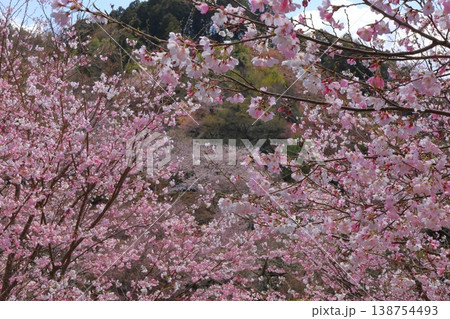 桜の向こうに見える桜 桜の向こうに見える桜 138754493