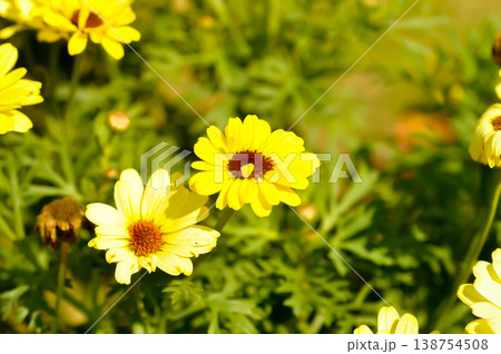 daisy or African Daisy, Argyranthemum Grandaisy or Asteraceae or Bellis perennis or Cape Daisy or Dahlberg Daisy or Gold Carpet or Golden Fleece or Osteospermum or Sunkissed Daisies or Thymophylia daisy or African Daisy, Argyranthemum Grandaisy or Asteraceae or Bellis perennis or Cape Daisy or Dahlberg Daisy or Gold Carpet or Golden Fleece or Osteospermum or Sunkissed Daisies or Thymophylia 138754508