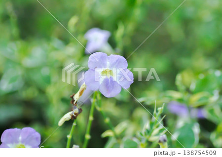 Asystasia gangetica or Asystasia gangetica St Johns or Ganges Primrose, Ganges River asystacia or Chinese violet or purple flower Asystasia gangetica or Asystasia gangetica St Johns or Ganges Primrose, Ganges River asystacia or Chinese violet or purple flower 138754509