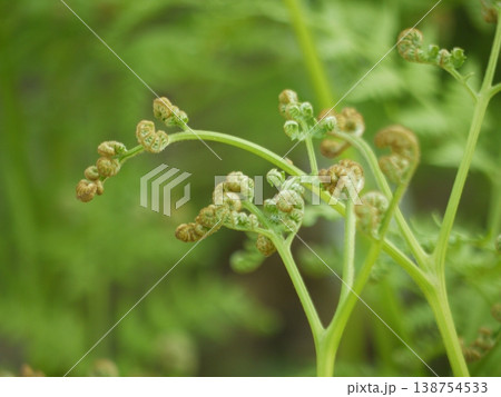 わらびの新芽 138754533