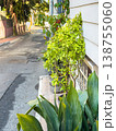 Green foliage and plants along a narrow street with a sidewalk and residential buildings in a sunny urban setting 138755060