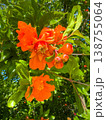Pomegranate flowering (Punica granatum) flowers with green leaves on a tree branch, showing juicy petals and buds against a clear blue sky. 138755064