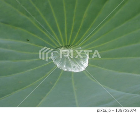 ハスの葉と水滴　不忍池 138755074