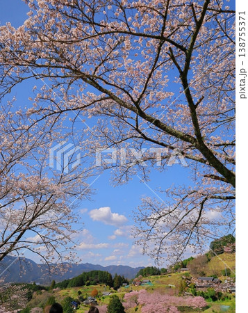 新城 市川の桜 新城 市川の桜 138755371