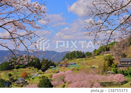 新城　市川の桜 138755373