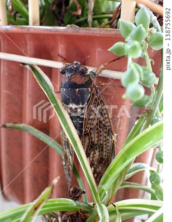 アブラゼミ 138755692