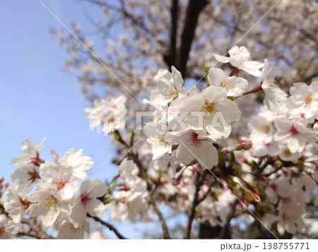 青空に映える満開の桜の花(右下配置) 青空に映える満開の桜の花(右下配置) 138755771