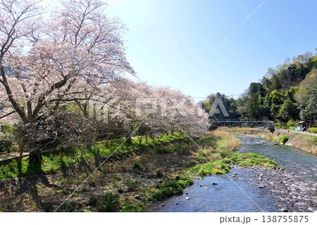 青空と桜並木 138755875