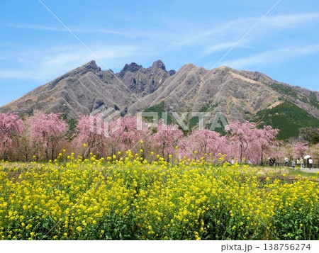 根子岳と桜 阿蘇・サクラミチ 根子岳と桜 阿蘇・サクラミチ 138756274