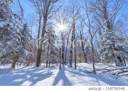 冬の北海道の森 白銀の雪景色とスノーハイクの風景 冬の北海道の森 白銀の雪景色とスノーハイクの風景 138756348