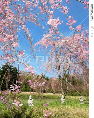 阿蘇の桜 熊本県高森町サクラミチ 阿蘇の桜 熊本県高森町サクラミチ 138756380
