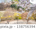 Beautiful Cherry Blossom Branches in Full Bloom Over Sunny Park Trail in Korea 138756394