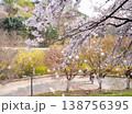 Beautiful Cherry Blossom Branches in Full Bloom Over Sunny Park Trail in Korea 138756395