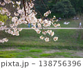 Beautiful Cherry Blossom Branches in Full Bloom Over Sunny Park Trail in Korea 138756396