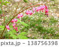 Beautiful Pink Bleeding Heart Flowers Hanging on Branch 138756398