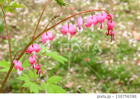 Beautiful Pink Bleeding Heart Flowers Hanging on Branch Beautiful Pink Bleeding Heart Flowers Hanging on Branch 138756398