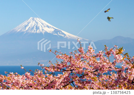 静岡県沼津市井田　駿河湾に面する斜面の早咲き河津桜に舞う二羽のメジロと冠雪した富士山の景色 138756425