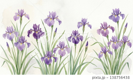 菖蒲の花の横長壁紙イラスト 5月の花 138756438