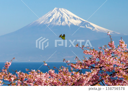 静岡県沼津市井田 駿河湾に面する斜面の早咲き河津桜に飛来するメジロと冠雪した富士山の景色 静岡県沼津市井田 駿河湾に面する斜面の早咲き河津桜に飛来するメジロと冠雪した富士山の景色 138756578