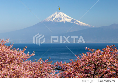 静岡県沼津市井田 駿河湾に面する斜面の早咲き河津桜に飛来するメジロと冠雪した富士山の景色 静岡県沼津市井田 駿河湾に面する斜面の早咲き河津桜に飛来するメジロと冠雪した富士山の景色 138756579