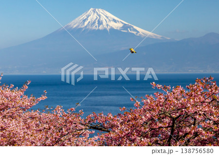静岡県沼津市井田 駿河湾に面する斜面の早咲き河津桜に飛来するメジロと冠雪した富士山の景色 静岡県沼津市井田 駿河湾に面する斜面の早咲き河津桜に飛来するメジロと冠雪した富士山の景色 138756580