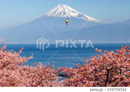 静岡県沼津市井田　駿河湾に面する斜面の早咲き河津桜に飛来するメジロと冠雪した富士山の景色 138756582