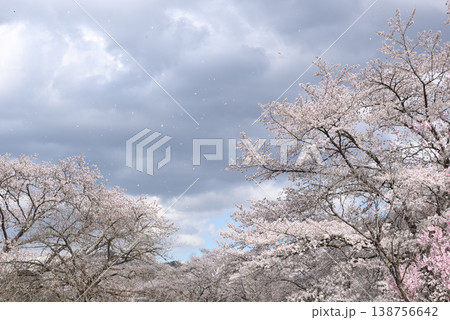 桜 桜 138756642