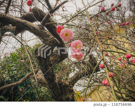 初夏の街並み 138756696