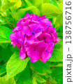 紫陽花 138756716
