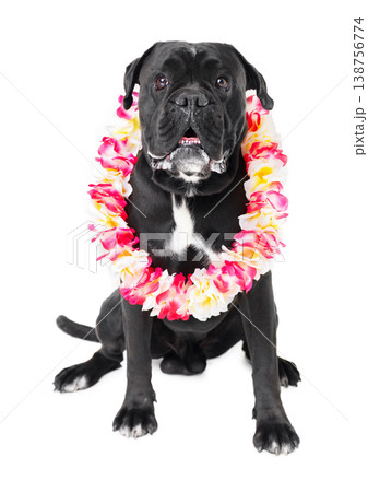 Flowers, pet and dog in a studio for playing, training or teaching with equipment for motivation or reward. Positive, lei and black puppy animal sitting with floral necklace by white background. Flowers, pet and dog in a studio for playing, training or teaching with equipment for motivation or reward. Positive, lei and black puppy animal sitting with floral necklace by white background. 138756774
