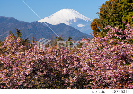 神奈川県足柄上郡松田町松田惣領　西平畑公園の早咲き河津桜越しの冠雪した富士山の景色 138756819